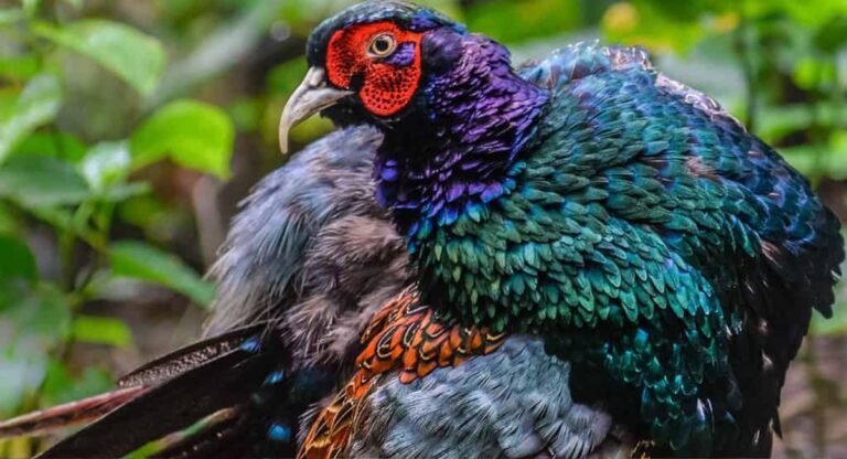 green pheasant