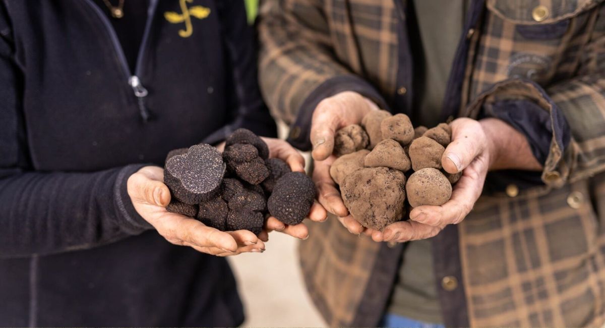 black truffles